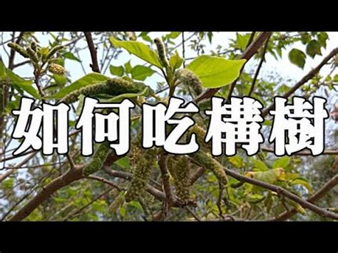 構樹乳液功效|構樹,構樹的功效與作用